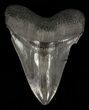 Serrated, Megalodon Tooth - Huge Tooth #60496-1